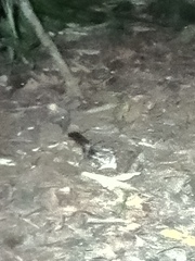 Nyctidromus albicollis