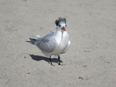 Thalasseus maximus