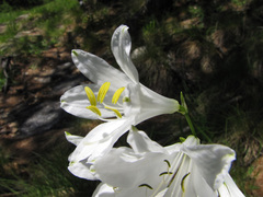 Paradisea liliastrum