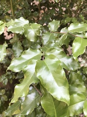 Cryptocarya alba