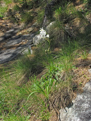 Paradisea liliastrum