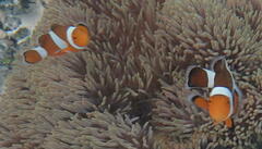Amphiprion ocellaris