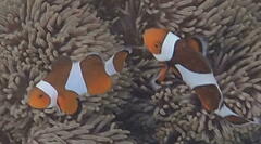 Amphiprion ocellaris