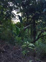 Heliconia latispatha