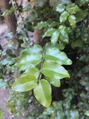 Cryptocarya alba