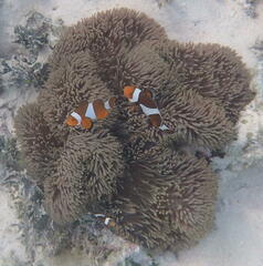 Stichodactyla