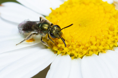Lasioglossum loetum