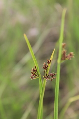 Cyperus denudatus