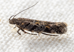 Glauce pectenalaeella