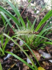 Carex erinacea