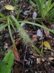 Carex erinacea