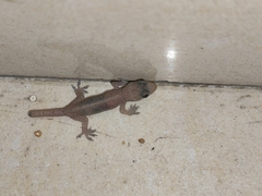 Hemidactylus bowringii