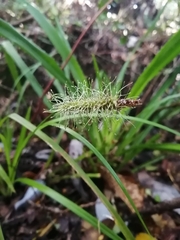 Carex erinacea