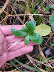 Lonicera periclymenum