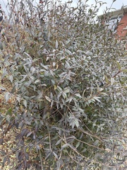 Salix purpurea