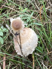 Coprinus comatus
