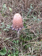 Coprinus comatus