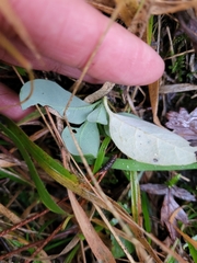 Lonicera periclymenum