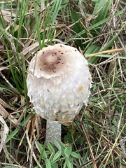 Coprinus comatus