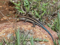 Trachylepis margaritifera