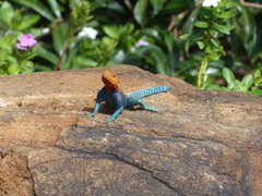 Agama lionotus