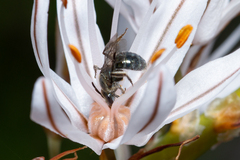 Lasioglossum viride