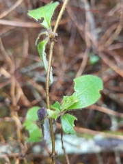 Lonicera periclymenum