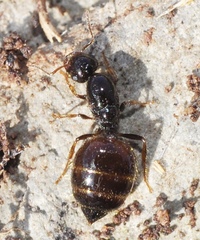 Crematogaster sordidula
