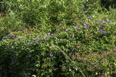 Ipomoea cordatotriloba