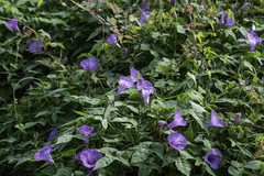 Ipomoea cordatotriloba