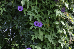 Ipomoea cordatotriloba