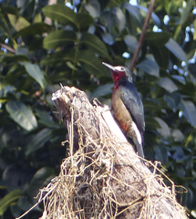 Melanerpes portoricensis