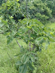 Vangueria infausta