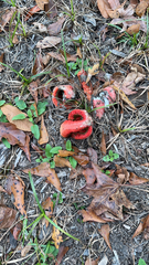 Clathrus columnatus
