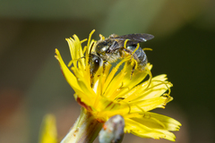 Lasioglossum viride