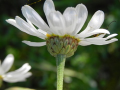Tanacetum corymbosum
