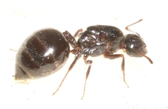 Crematogaster sordidula
