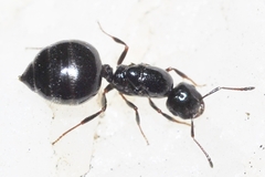 Crematogaster sordidula
