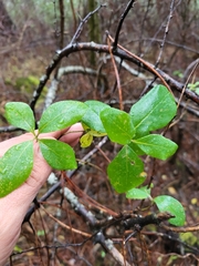 Lonicera periclymenum