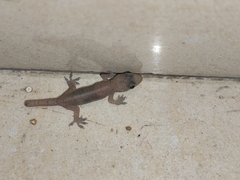 Hemidactylus bowringii