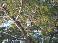 Glaucidium gnoma