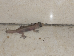 Hemidactylus bowringii