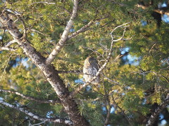 Glaucidium gnoma