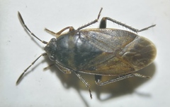 Trapezonotus