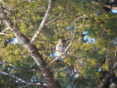 Glaucidium gnoma