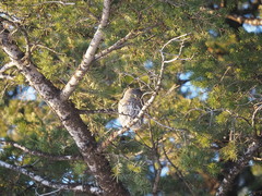Glaucidium gnoma