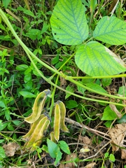 Mucuna pruriens