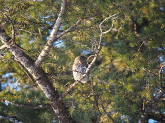 Glaucidium gnoma