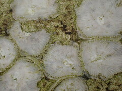 Amphibalanus improvisus