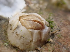 Amphibalanus improvisus
